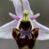 Orquídea perdiz